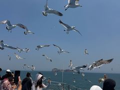 -海驴岛(荣成市)