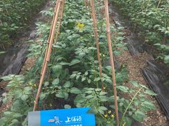 -上膳源有机农场