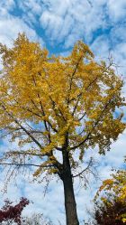 -雅馨国际月子中心