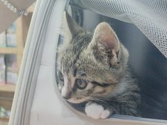 -天使宠物医院·犬猫分诊(彩虹店)