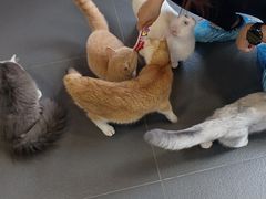 -十年猫舍·猫咪专门店(普陀店)