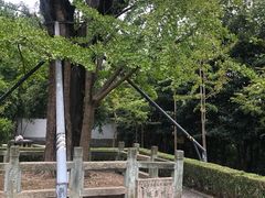 -上海佘山国家森林公园天马山园