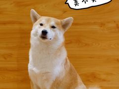 -柴务处·柴犬主题狗咖