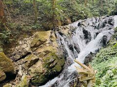 -莫里热带雨林景区