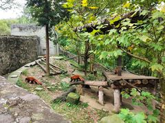 -都江堰中华大熊猫苑