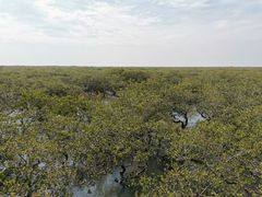 -北海金海湾红树林生态旅游区