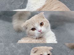 -瞄一喵猫咖(格力海岸店)