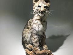 -陕西自然博物馆