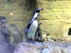 -迪拜水族馆及水下动物园