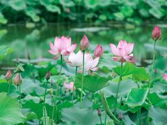 -白鹭湾湿地公园