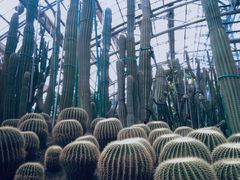 -南山植物园