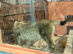 -青藏高原野生动物园