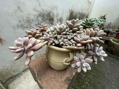 -月栖华明-云间草堂清茶馆(泗泾古镇店)