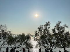 -宝安西湾红树林湿地公园