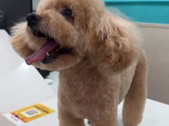 -安安宠医宠物医院·异宠·犬猫内科(岳阳分院)