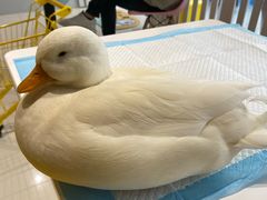 -RU DUCK柯尔鸭公社·撸鸭俱乐部·羊驼·小香猪