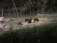 -清迈夜间动物园