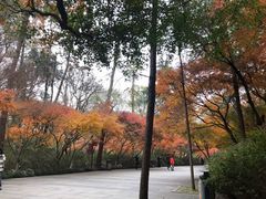 -灵隐飞来峰景区