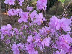 -国家植物园南园