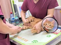 -瑞鹏宠物医院·宠保定点·心脏科·内科(御桥分院)