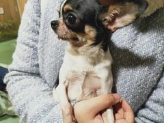 -藦茜花园宠物主题亲子互动体验馆(国顺东路店)