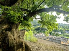 -杨家堂村