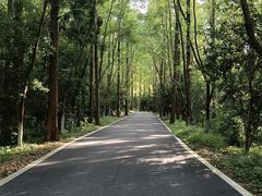 -东平国家森林公园