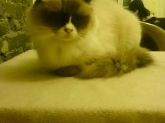 -猫色咖啡·猫咖