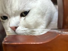 -欣宠猫屋·矮脚拿破仑·蓝金金渐层