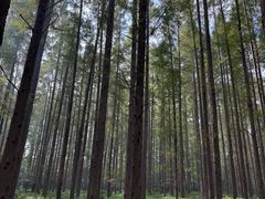 -黄海国家森林公园