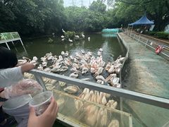 -广州长隆飞鸟乐园