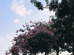 -东莞植物园