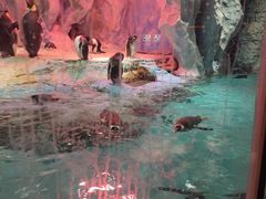 -帝企鹅自助餐厅•儿童岛•真企鹅(长隆企鹅酒店)