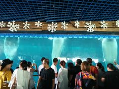 -秦皇岛乐岛海洋王国