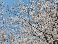 -高东镇樱花园