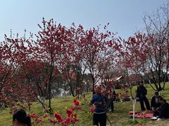 -南山植物园