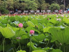 -荔湾湖公园