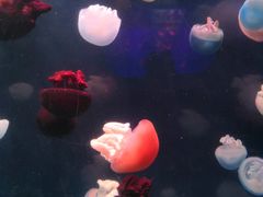 -左海海底世界