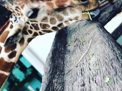 -清迈夜间动物园