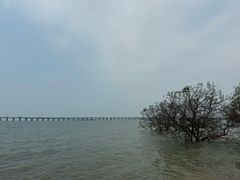 -宝安西湾红树林湿地公园