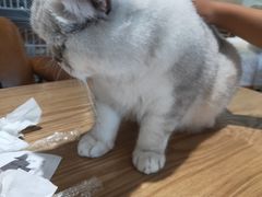 -藏猫猫咖啡主题馆(中央大道店)
