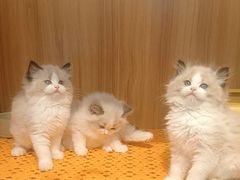 -欣宠猫屋·矮脚拿破仑·蓝金金渐层