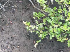 -北海金海湾红树林生态旅游区