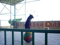 -东方熊牧场