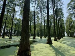 -渌洋湖湿地公园