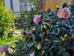 -兰纳泰式spa(古城店)