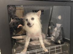 -PETKIT 小佩宠物·德文赛凯猫舍