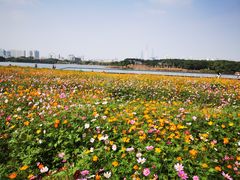 -海珠湖公园