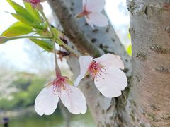 -上海共青森林公园