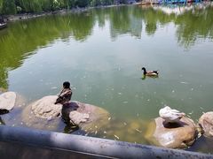 -莲湖公园